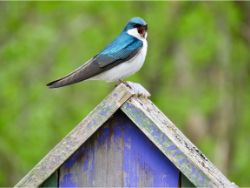 Tree Swallow